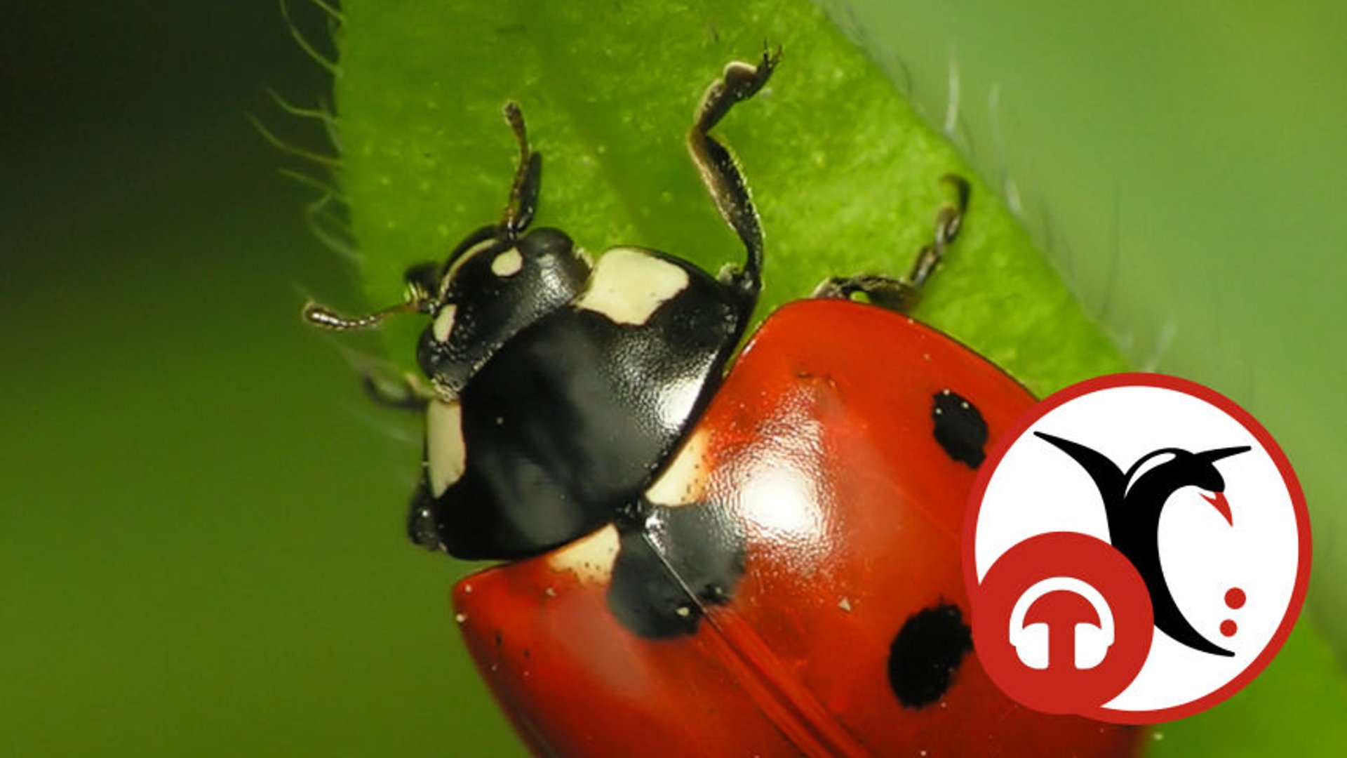 OpenKeys.science, des clés de détermination pour ouvrir les portes de la biodiversité (Framablog, janvier 2021)